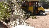 В Макеевке тополь упал на маршрутку. ФОТО.
