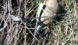 Прикордонники виявили бойову гранату на березі лиману на Миколаївщині, - Держприкордонслужба