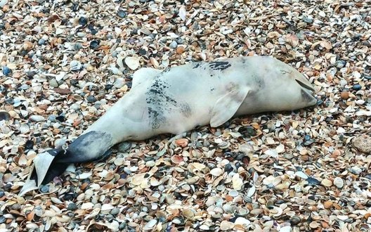 На узбережжі Одещини виявили нові випадки загибелі китоподіб