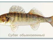 ВЕНЕЦ СЛАВЫ.
