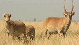 Украина разрешила экспортировать в Китай редких антилоп