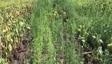 Правоохранители уничтожили 6 тысяч кустов наркотической конопли на Днепропетровщине. ВИДЕО
