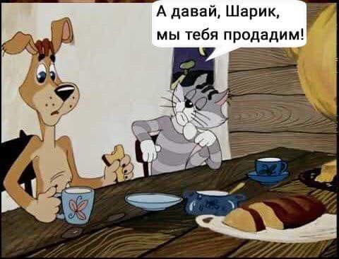 Прощай, Шарик... Пришли из облгаза! Мудрый совет Слуги народа в ФОТОжабах 11
