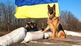 армия животные собаки ато коты