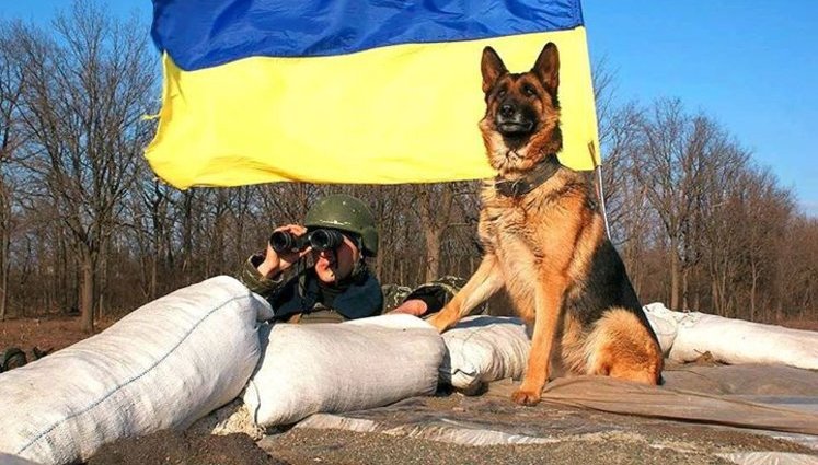 Боевые побратимы и помощники на передовой: пёс "Федя-Чепривез", "Бандерокот - гроза ваты", подразделение морских свинок и боевой сокол. ФОТОрепортаж