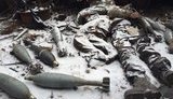 убийство преступление дап