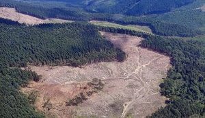 ООН: Вырубки Леса Привели Карпаты На Грань Экологической Катастрофы