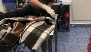"Я його виховував - я його і вб'ю!" - п'яний чоловік викинув собаку з вікна багатоповерхівки в Києві, він загинув. ФОТО