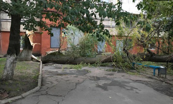 Toppled trees and damaged cars: State Emergency Service liquidating storm aftermath in Lviv and region 01