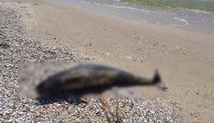 Екосистема Чорного моря на межі колапсу
