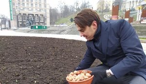 100 тис. тюльпанів, подарованих Нідерландами, висадили в центрі Києва. ФОТОрепортаж