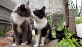 кот