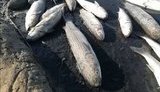 Директору департаменту екології Запорізької ОДА та директору підприємства-підрядника оголошено про підозру у справі про замор риби в Молочному лимані, - прокуратура. ФОТОрепортаж
