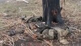 ликвидированные россияне валяются