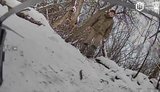 Russian soldier approaches ambush drone