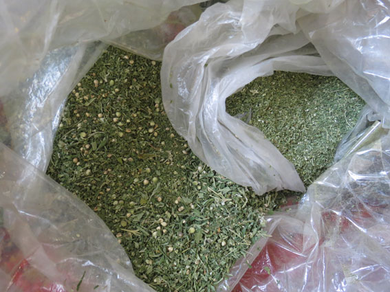 Поліція виявила плантацію конопель у двокімнатній квартирі в Сумах 04