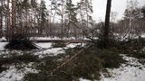 В Киеве уничтожают лес: "Уже неделю ведется вырубка ценных пород". ФОТОрепортаж