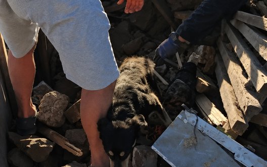 Вижив тільки Роккі: після удару РФ по Радушному з-під завалів врятували собаку багатодітної родини, - ЗМІ. ВІДЕО+ФОТОрепортаж
