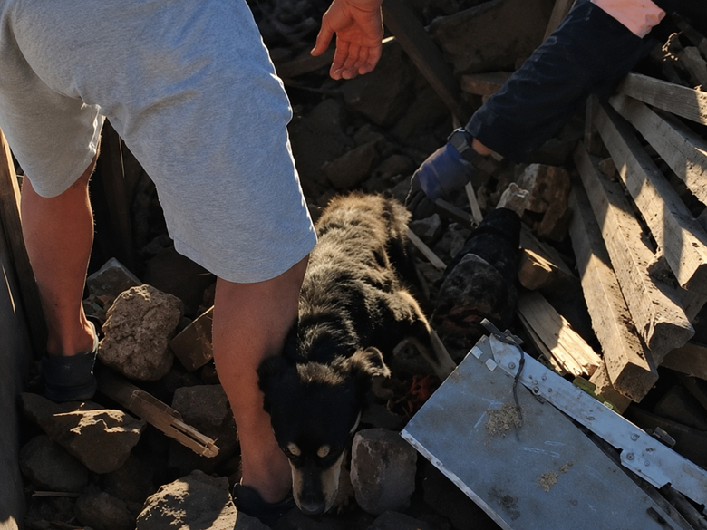 In Radushne, a dog was rescued from the rubble following a Russian missile strike