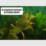 Жоден не допливе...