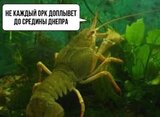 Жоден не допливе...