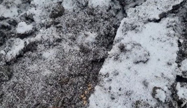 На Харківщині в рамках експерименту вперше посіяли озиму пшеницю в грудні у мерзлий ґрунт