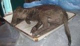 В Запорожской области охотники удивили ученых – подстрелили необычного хищника, похожего на кенгуру. ФОТОрепортаж