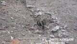 сумщина