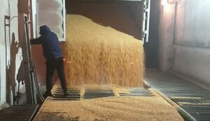 Госрезерв заявил о критически низком уровне запасов зерна