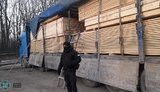 СБУ разоблачила схему незаконного экспорта карпатской ели на 15 миллионов