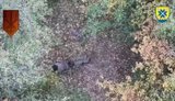 Soldiers of the 56th Brigade eliminated a dozen occupiers and enemy shelter with strike drones