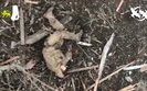 ліквідація окупантів