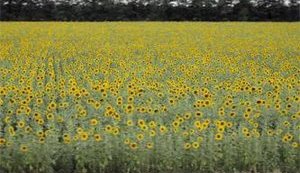ЕС проти України: хто і як планує обезземелити українського селянина?