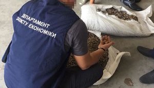 Правоохранители пресекли вывоз за границу под видом пеллет более тысячи килограммов янтаря. ФОТОрепортаж