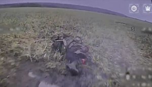 Дрони 414-ї бригади "Птахи Мадяра" розірвали на дрантя 75 окупантів на Покровському напрямку. ВIДЕО