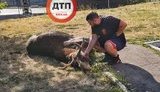 Лося, який розгулював Києвом, збив на смерть автомобіль, - патрульна поліція. ФОТОрепортаж