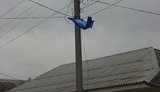 На Одесчине флаги Партии регионов жгут прямо на электростолбах: "Они раздражают граждан". ФОТО