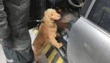 собака пограничники
