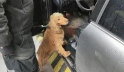 собака пограничники