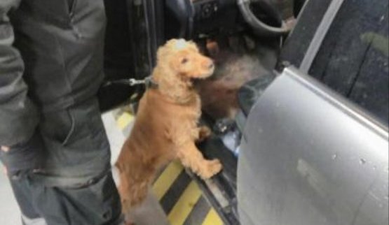 собака пограничники