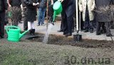 Енакиевская земля "отвергла" дерево, посаженное Януковичем. ФОТОрепортаж