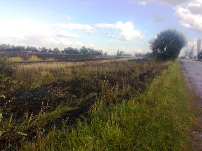Понад 20 га пшениці згоріло на Житомирщині, - ДСНС 03