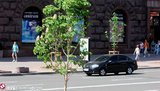 каштаны,крещатик