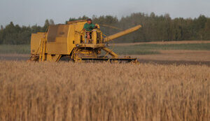 зерно,польща