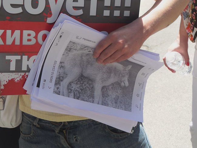 Отключение электричества, самоотвод судьи и митинг: Шевченковский райсуд Киева рассматривает ходатайство об аресте киевского догхантера Святогора 10