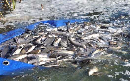 В Україні готують масштабне зариблення водойм: де пройдуть заходи у 2026 році?