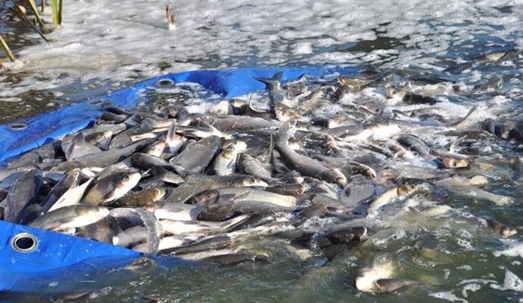 В Україні готують масштабне зариблення водойм: де пройдуть заходи у 2026 році?