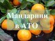 Волонтери запустили &amp;quot;мандариновую акцию&amp;quot; для военных к Новому Году