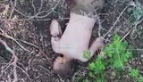 ліквідований у Часовому Яру росіянин