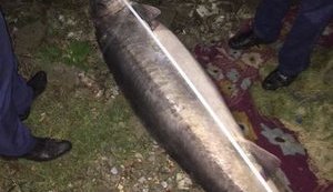 Прикордонники затримали браконьєрів, які намагалися викинути з човна червонокнижну 100-кілограмову білугу. ФОТОрепортаж